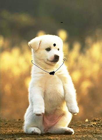 Lady Puppy